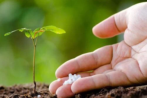 Fertilização de árvores frutíferas dos quatro pontos de atenção, o fertilizan...